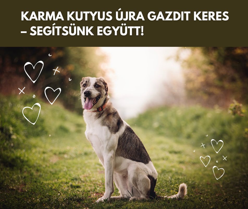 Karma kutyus újra gazdit keres – segítsünk együtt!